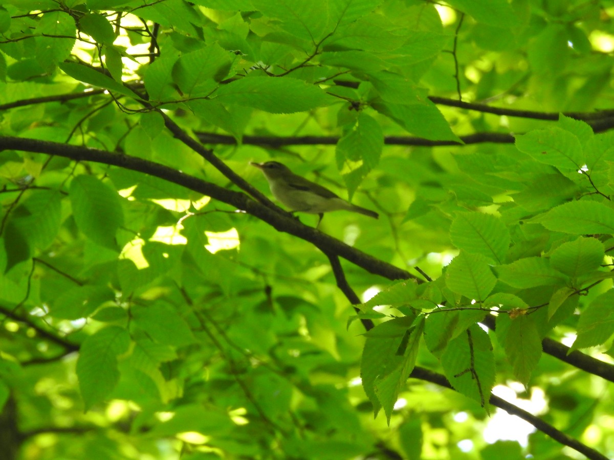Red-eyed Vireo - ML621685792