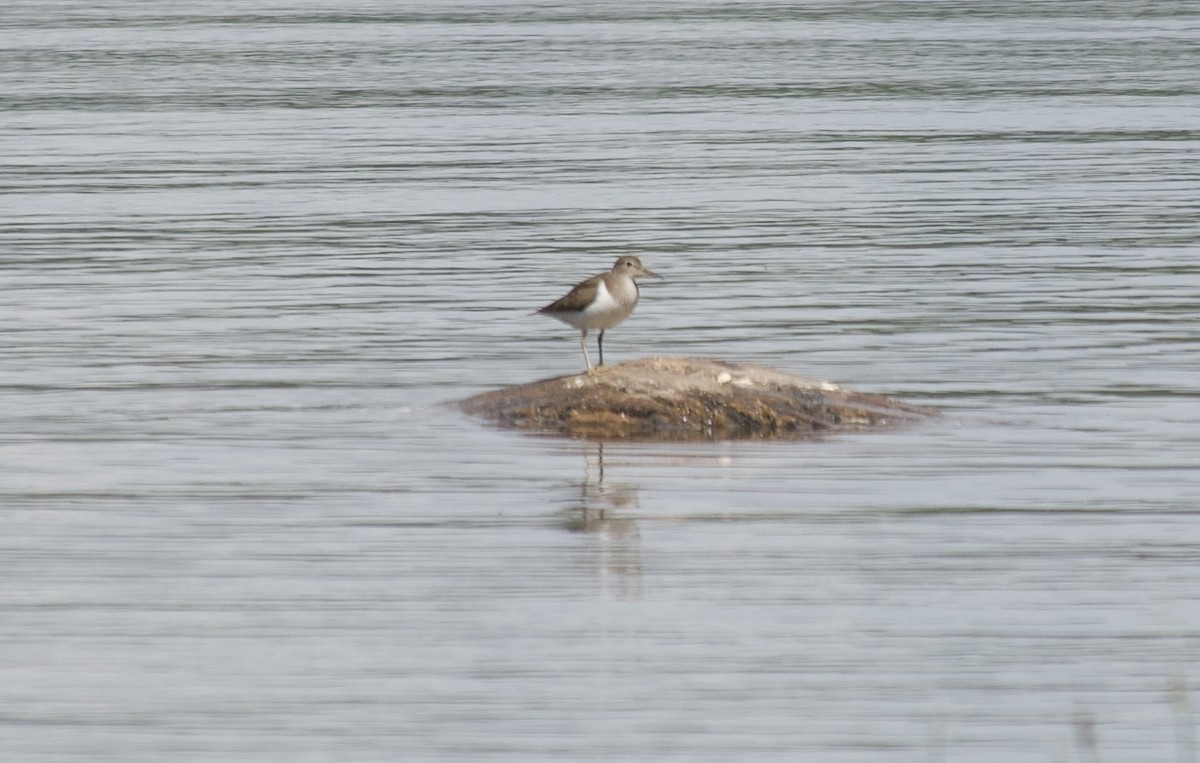 Common Sandpiper - ML621685799