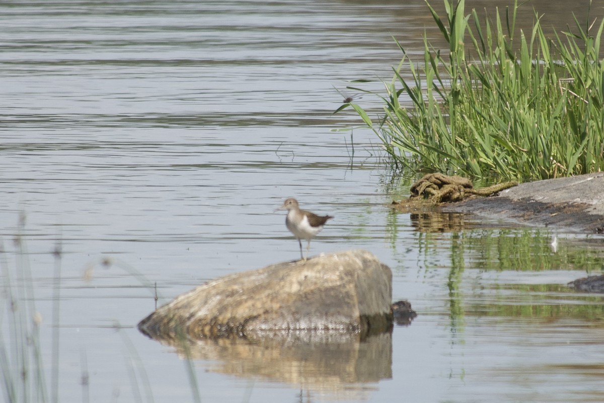 Common Sandpiper - ML621685827