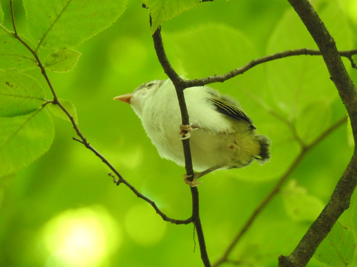 Red-eyed Vireo - ML621685829