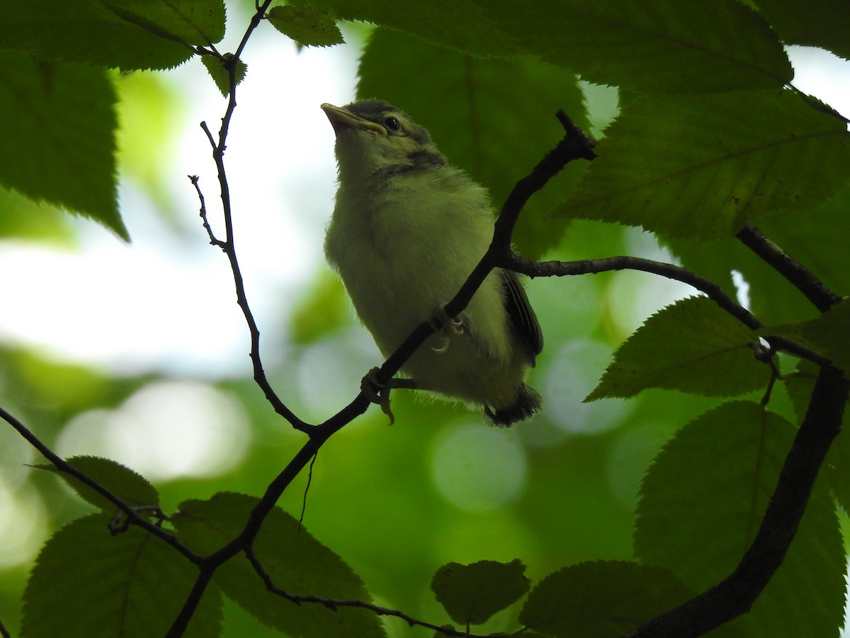 Red-eyed Vireo - ML621685848