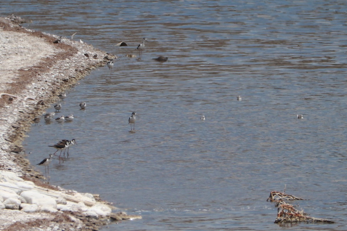 Wilson's Phalarope - ML621685851