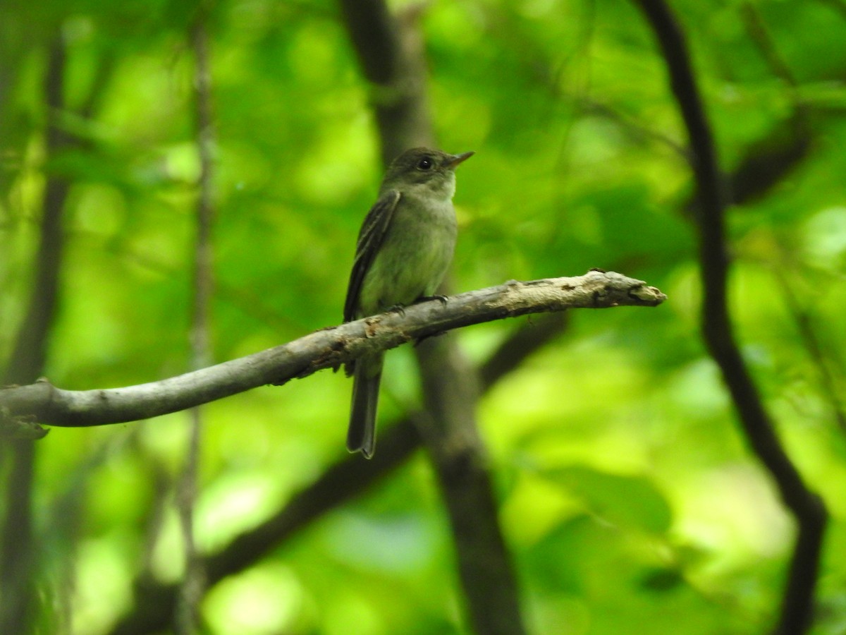 Eastern Wood-Pewee - ML621685875