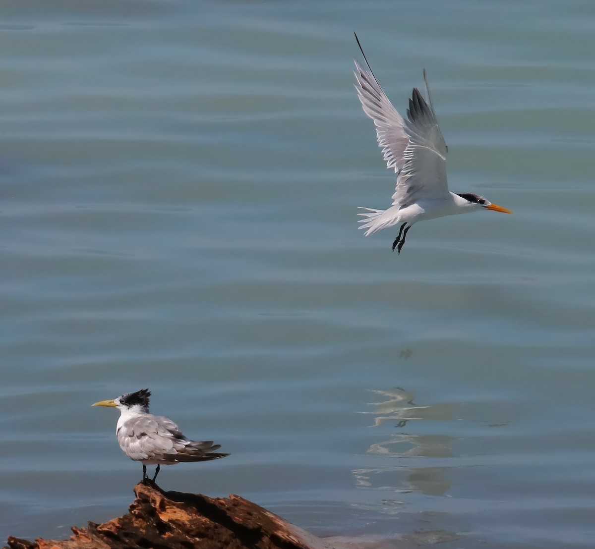 Great Crested Tern - ML621685879