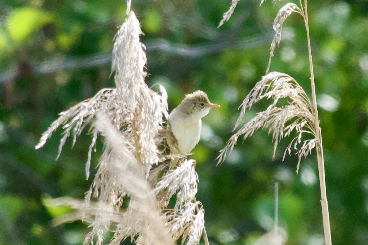 Common Reed Warbler - ML621685880