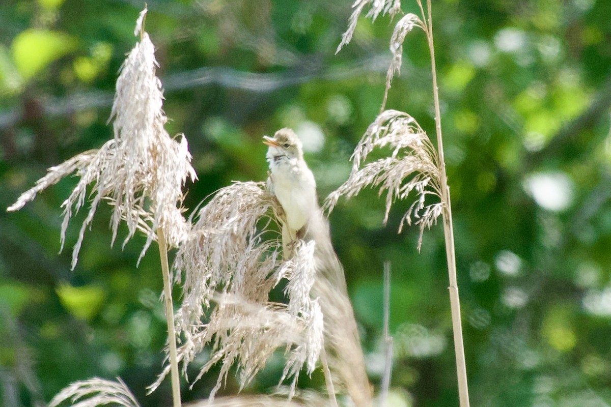 Common Reed Warbler - ML621685887