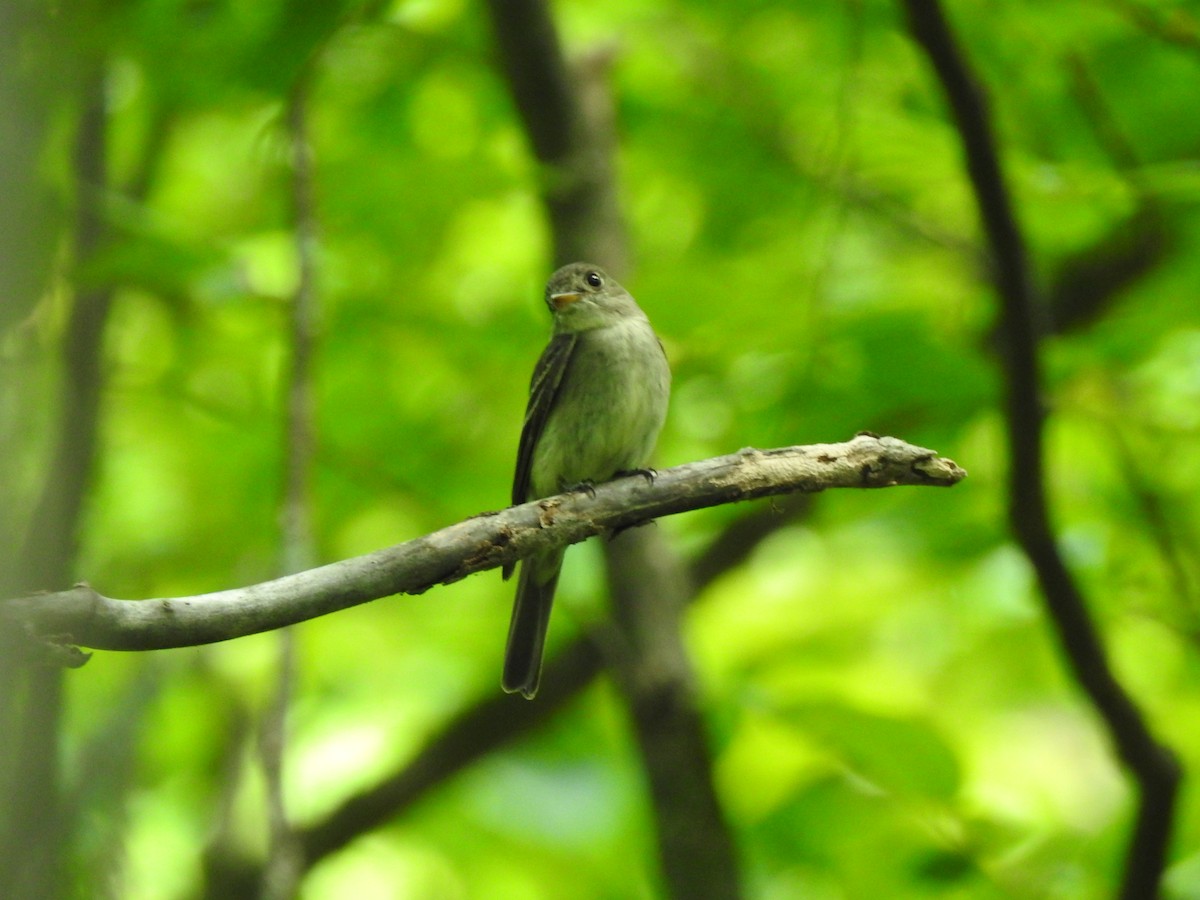 Eastern Wood-Pewee - ML621685892