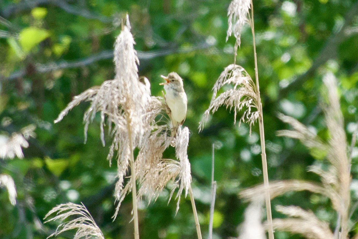 Common Reed Warbler - ML621685893
