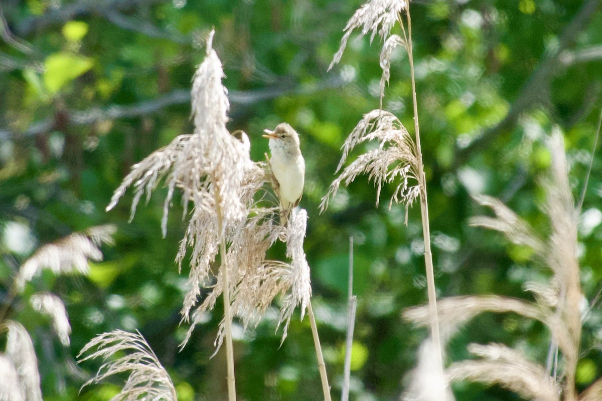 Common Reed Warbler - ML621685902
