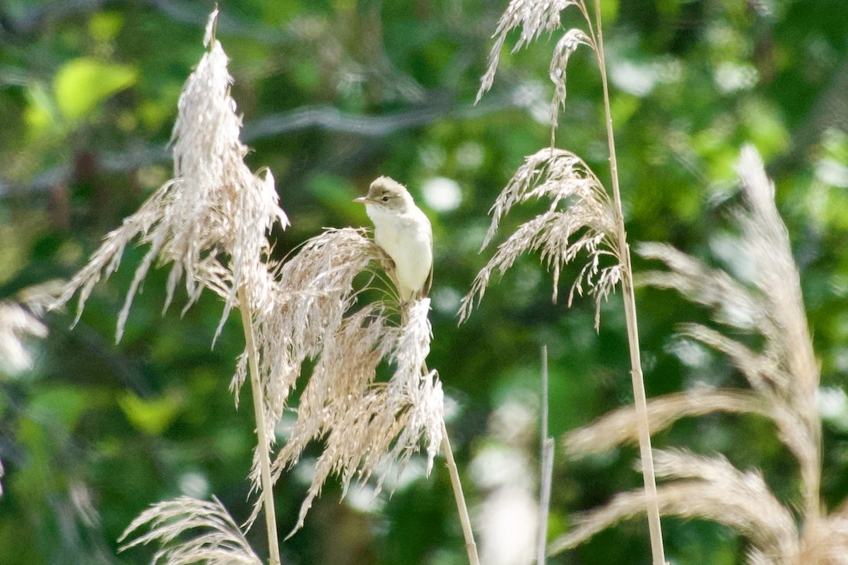 Common Reed Warbler - ML621685905