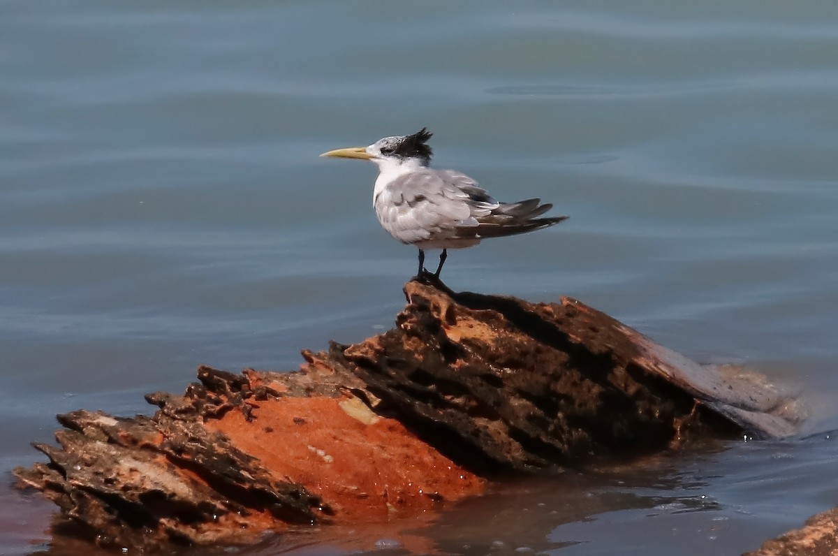 Great Crested Tern - ML621685906