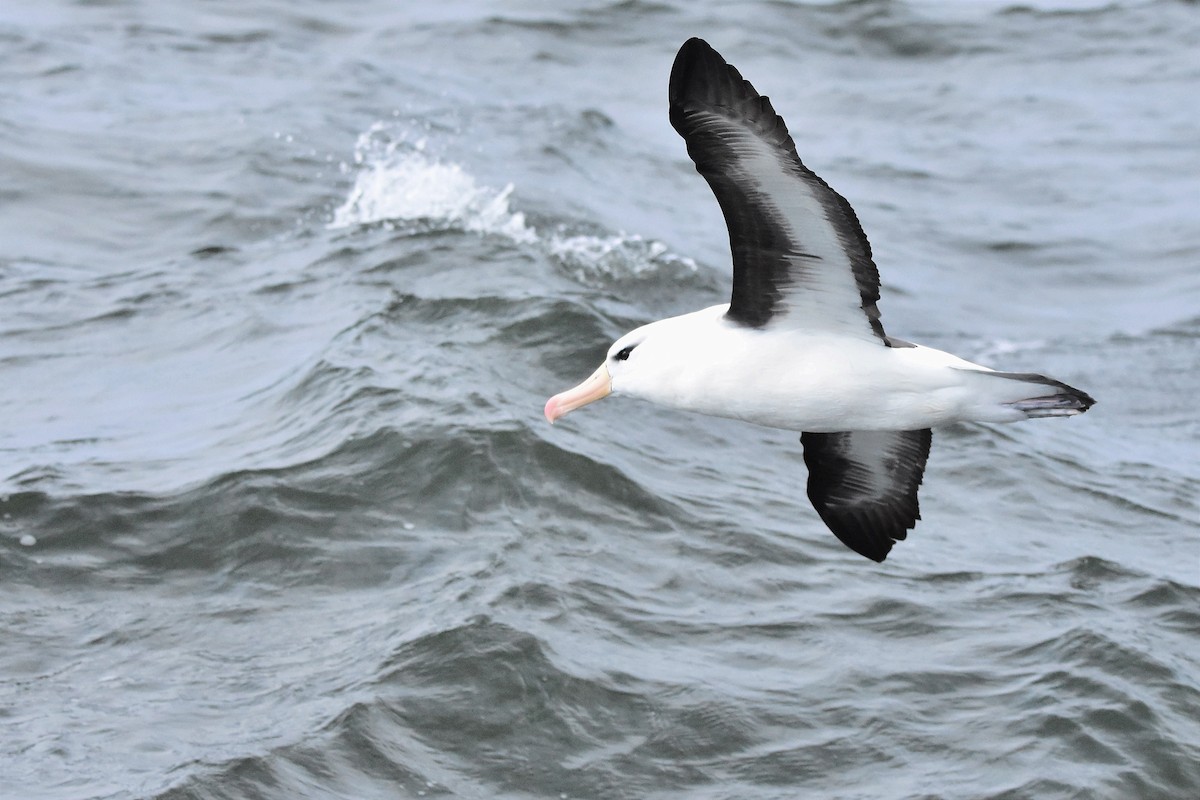 Albatros à sourcils noirs - ML621685916