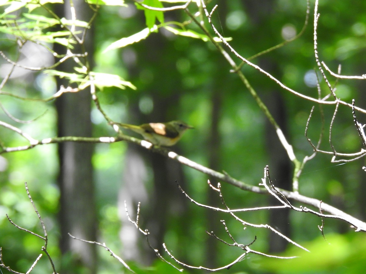 American Redstart - ML621685923