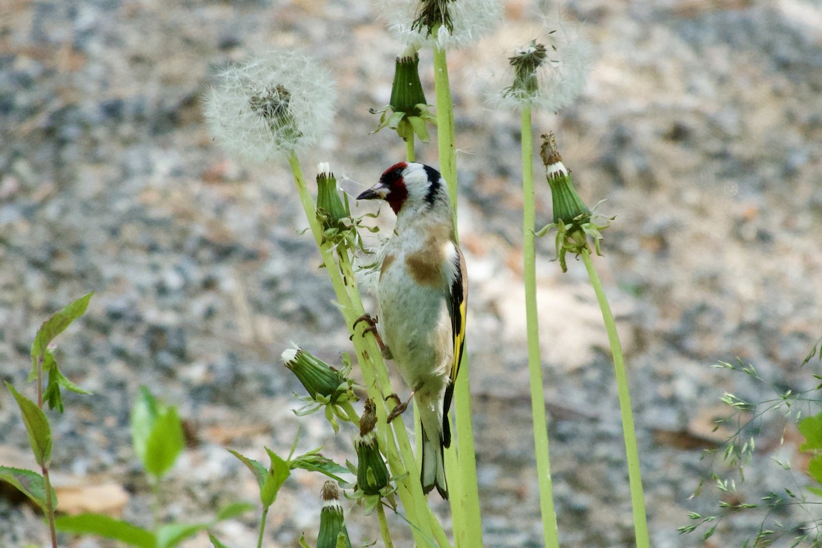 European Goldfinch - ML621685973