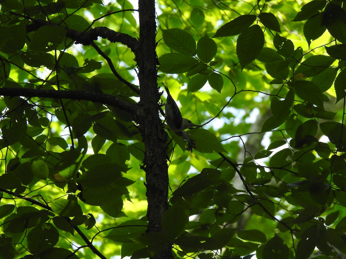 White-breasted Nuthatch - ML621685990