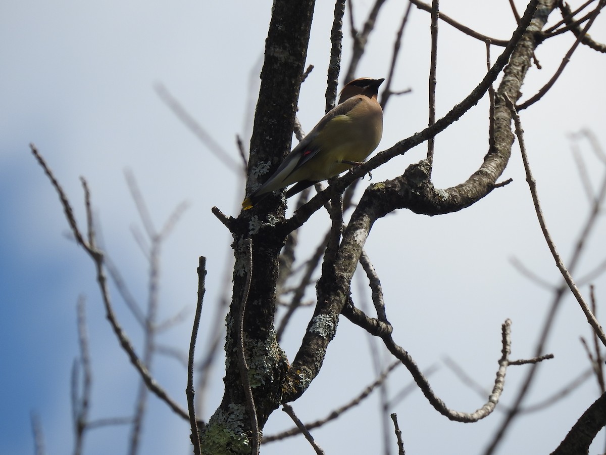 Cedar Waxwing - ML621686035
