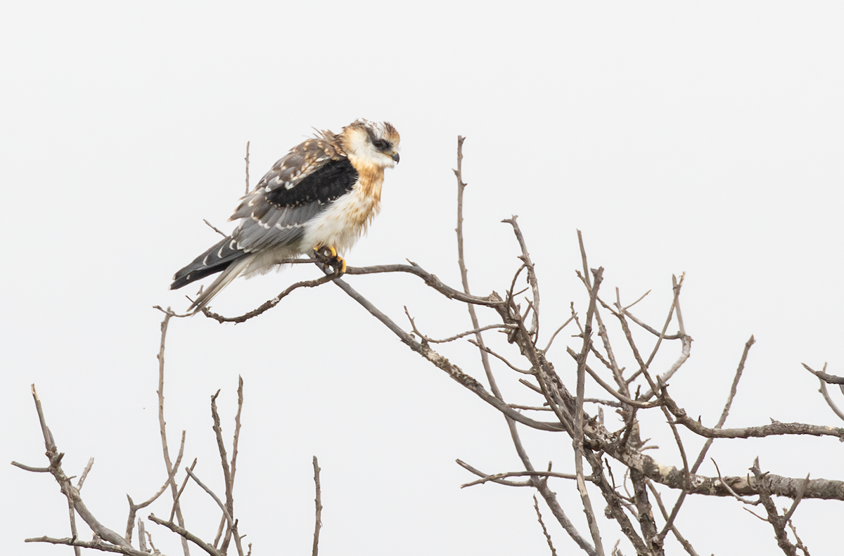 White-tailed Kite - ML621686044