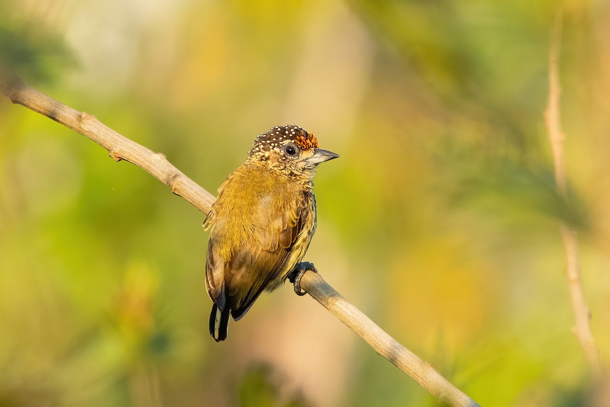 Bar-breasted Piculet - ML621686083