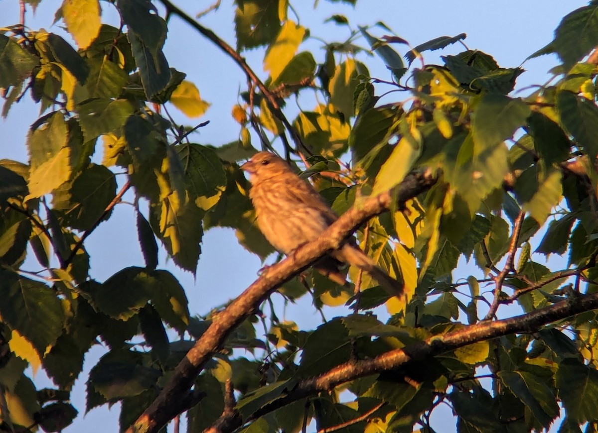 House Finch - ML621686192