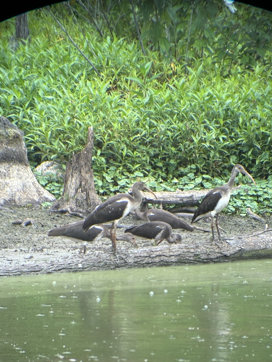 White Ibis - ML621686289