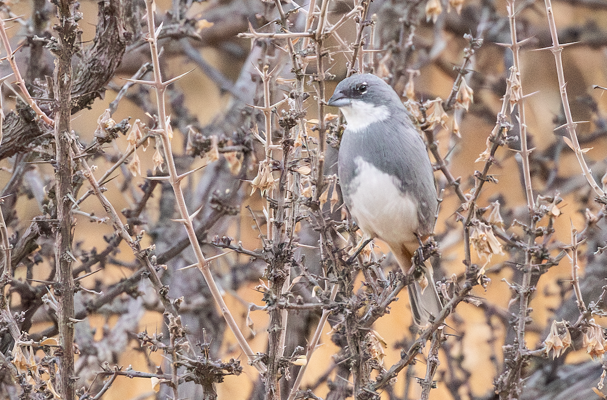 Diuca Finch - ML621686349