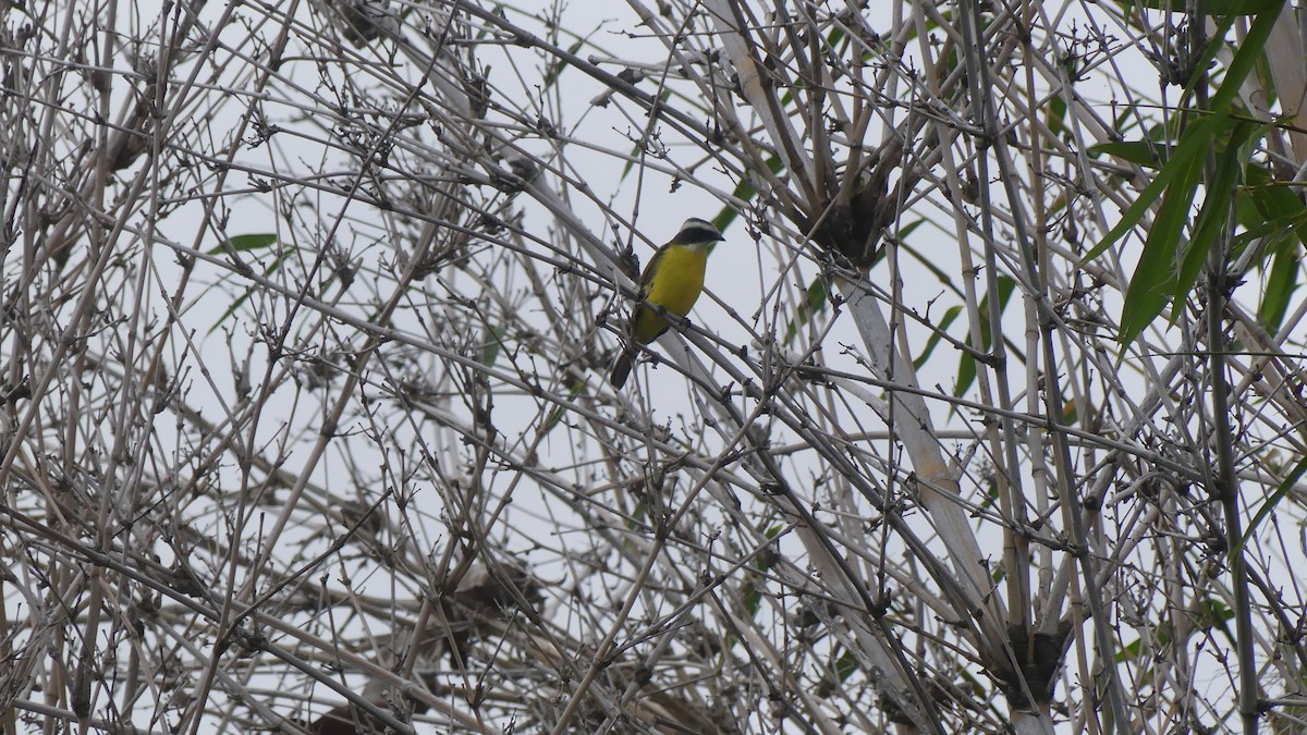 Social Flycatcher - ML621686420