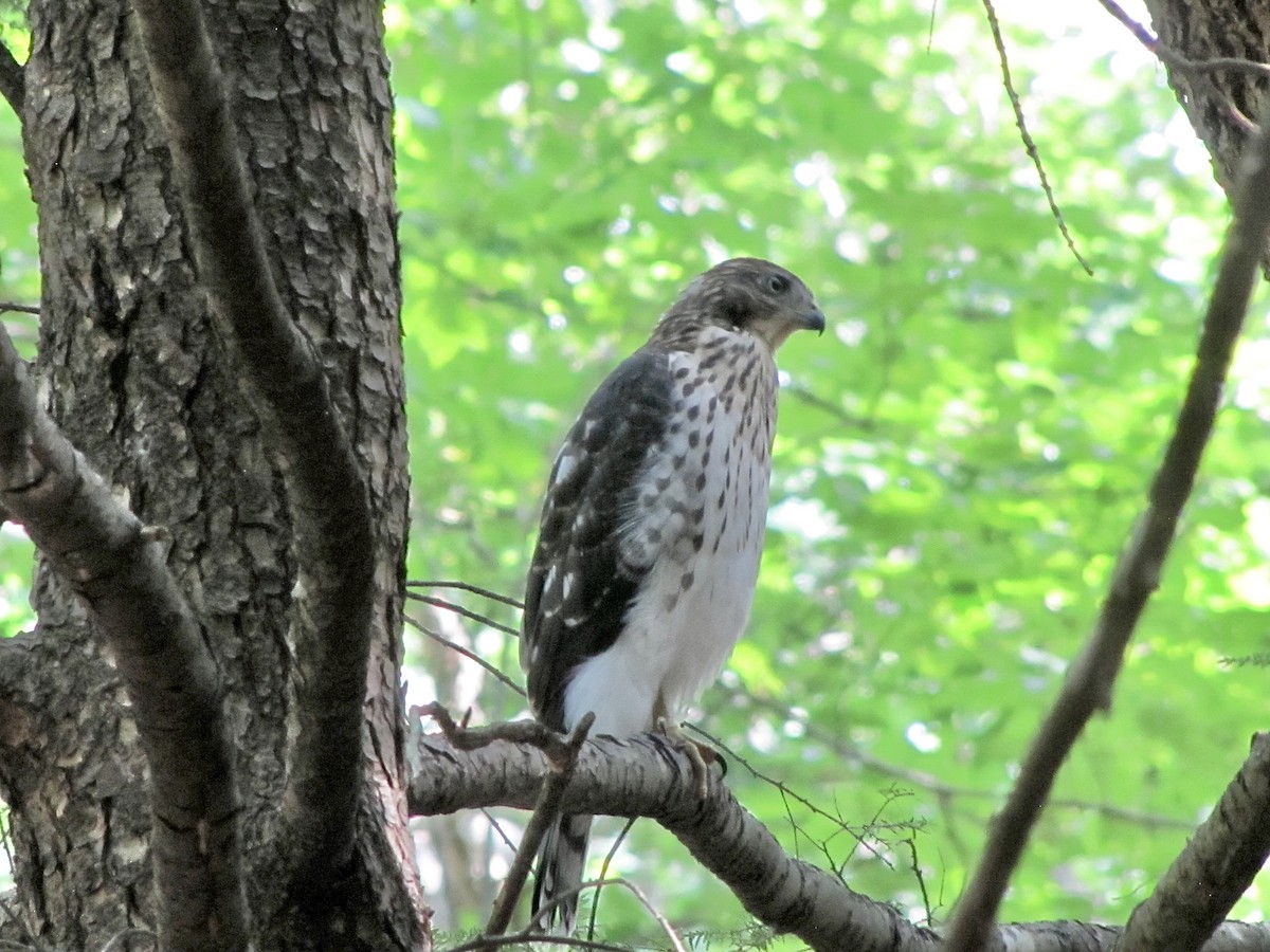 Cooper's Hawk - ML621686426