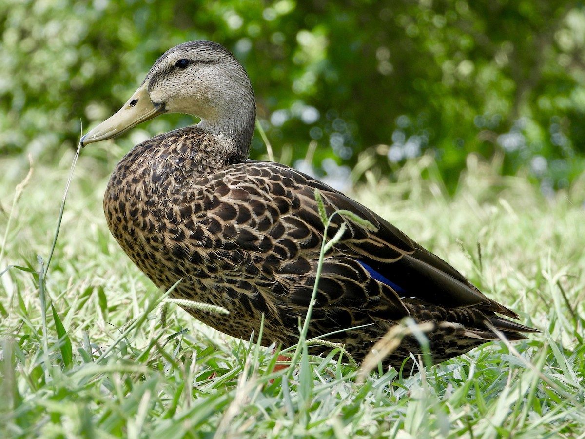 Mottled Duck (Gulf Coast) - ML621686501