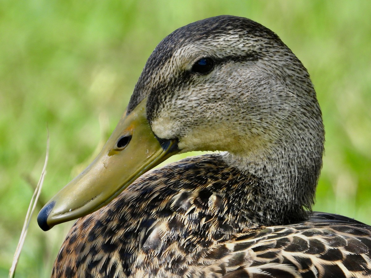 Mottled Duck (Gulf Coast) - ML621686502