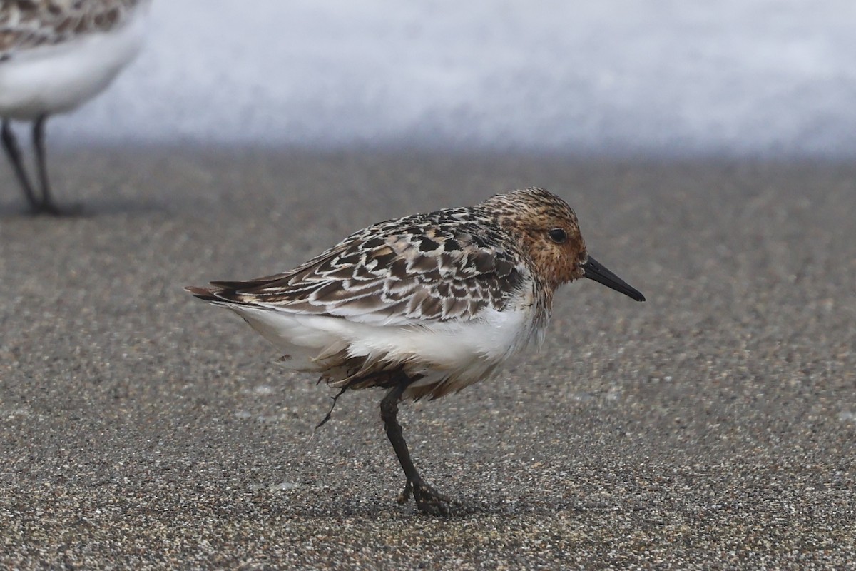 Sanderling - ML621686564