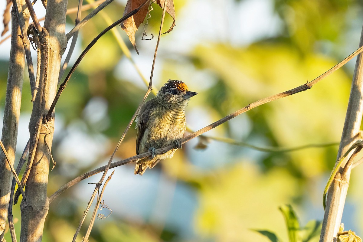 Bar-breasted Piculet - ML621686604