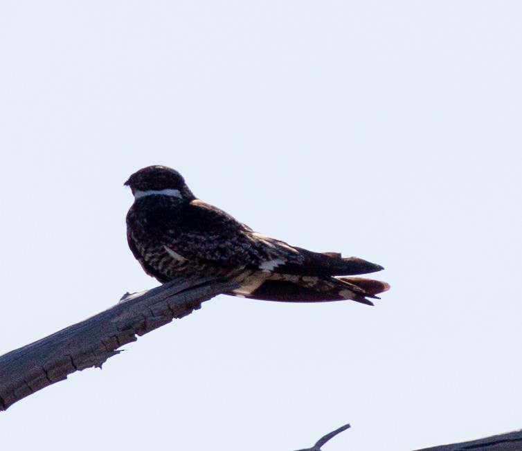 Common Nighthawk - ML621686662