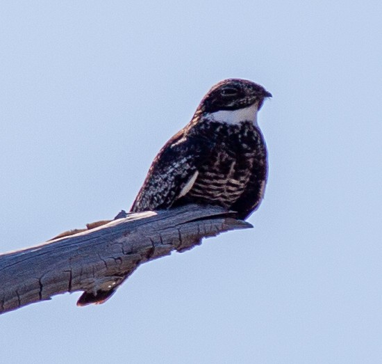 Common Nighthawk - ML621686663