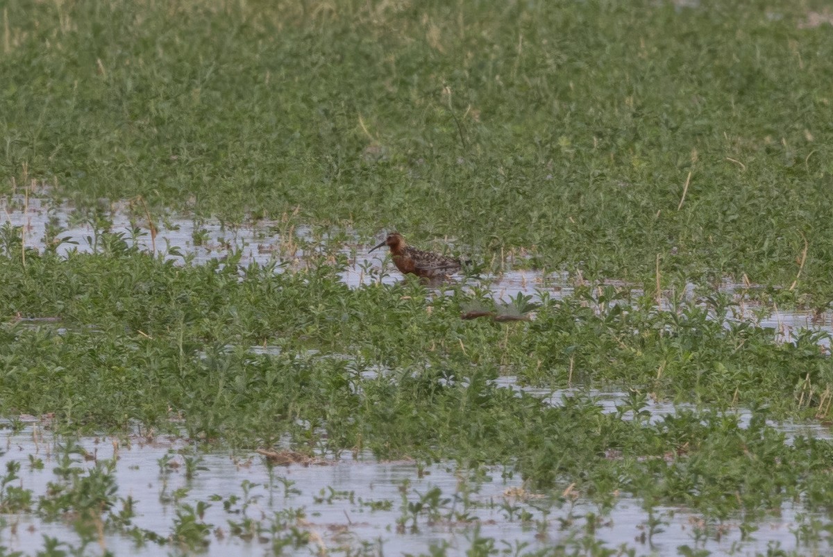 Curlew Sandpiper - ML621686673