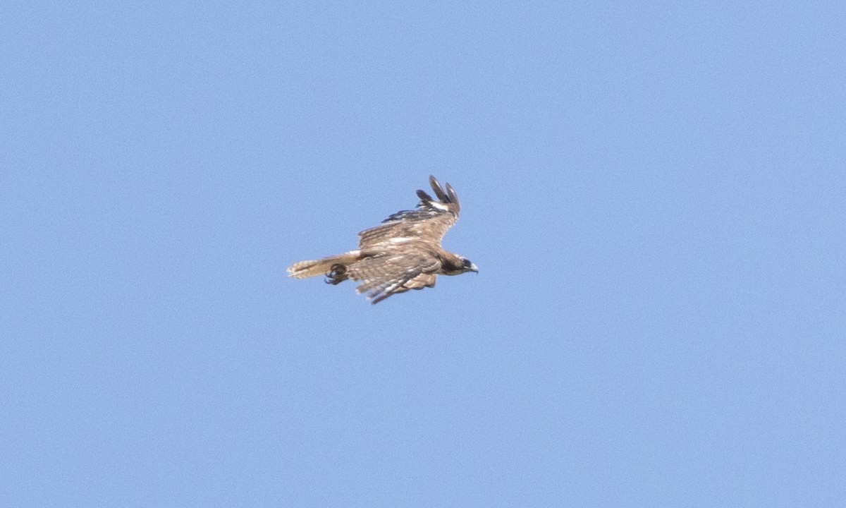 Red-tailed Hawk - ML621686678