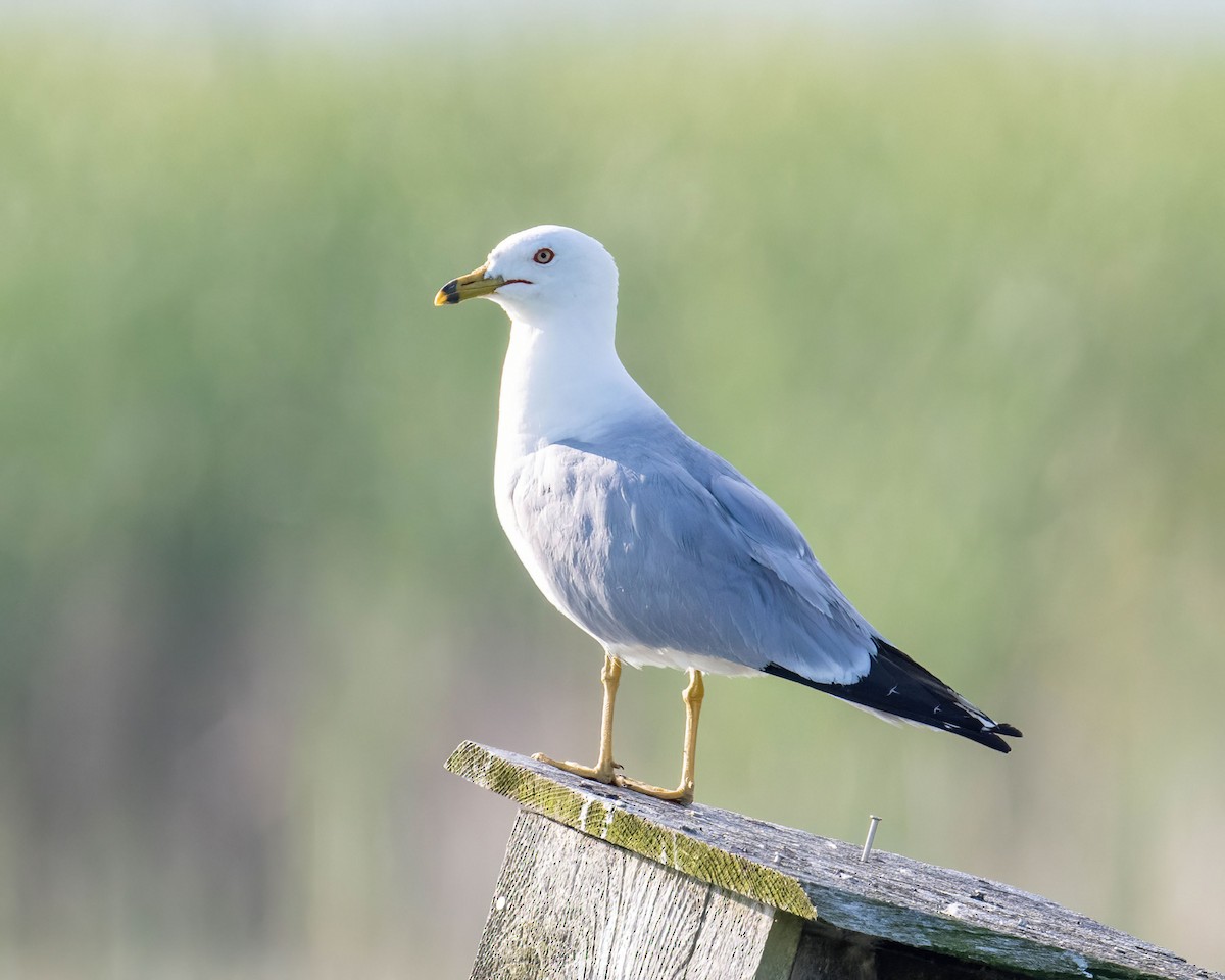 Ring-billed Gull - ML621686696