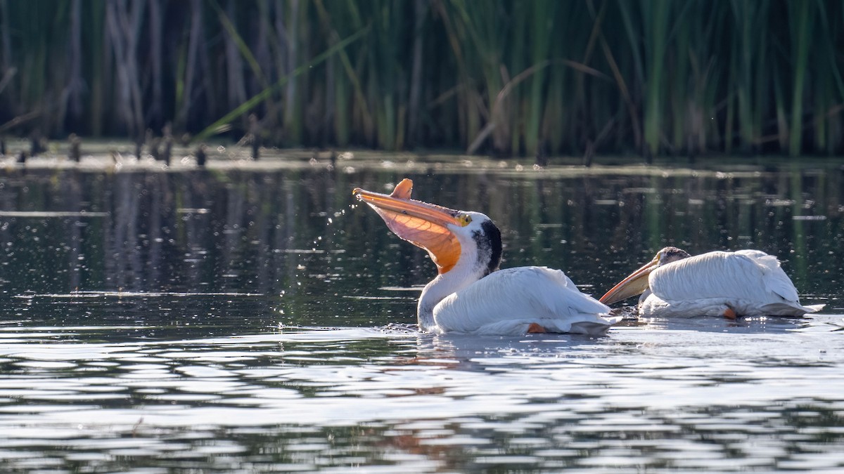 American White Pelican - ML621686700