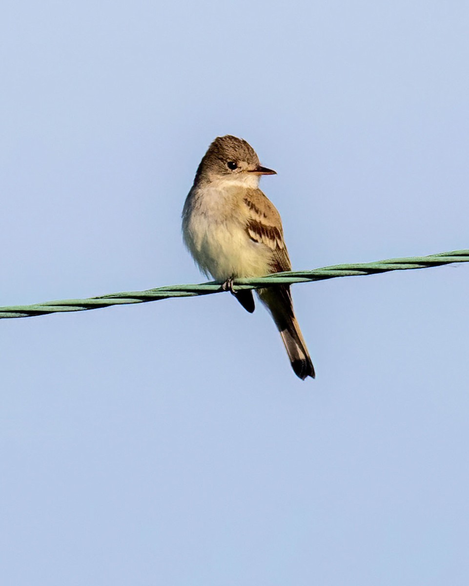 Willow Flycatcher - ML621686702