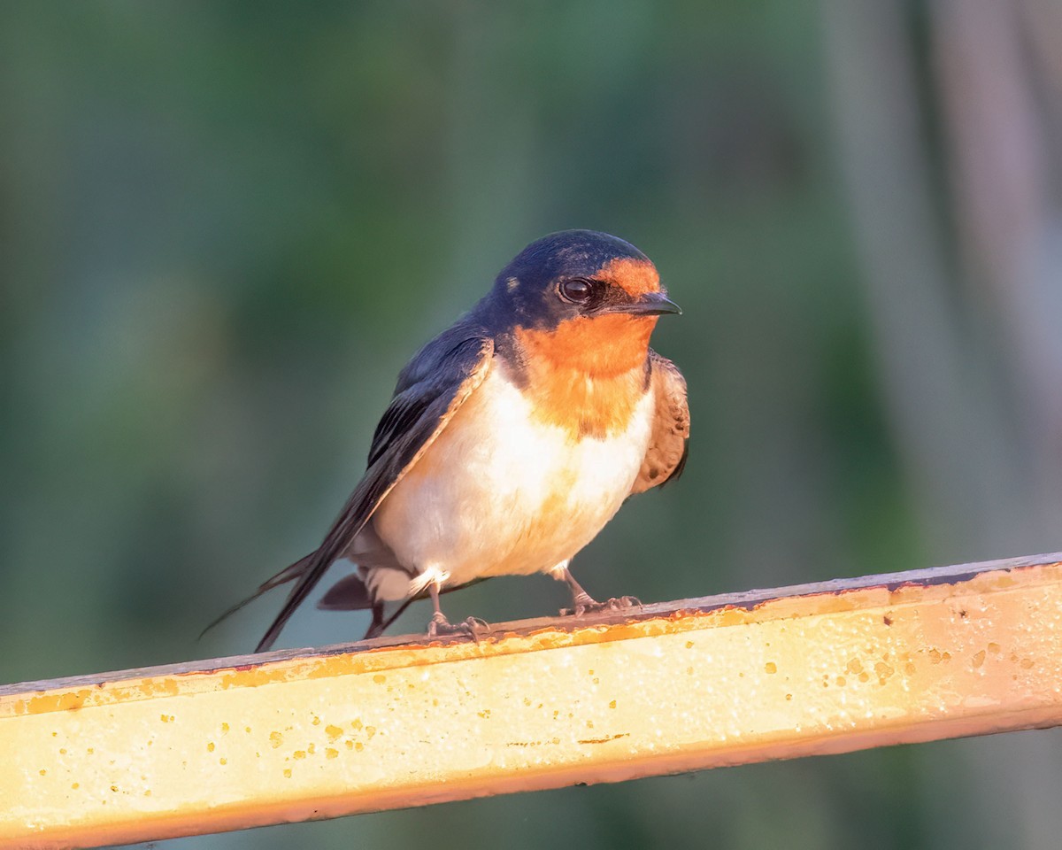 Barn Swallow - ML621686705