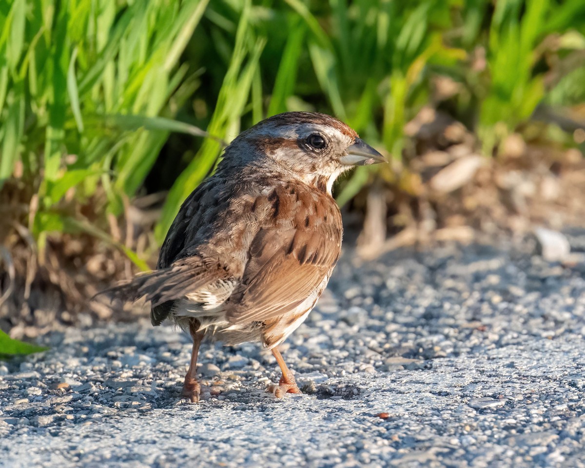 Song Sparrow - ML621686718