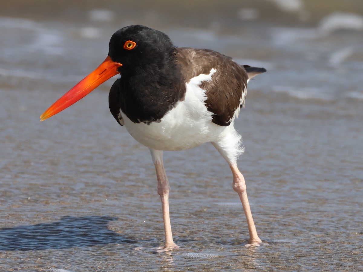 American Oystercatcher - ML621686720