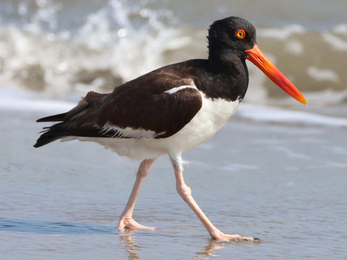 American Oystercatcher - ML621686721