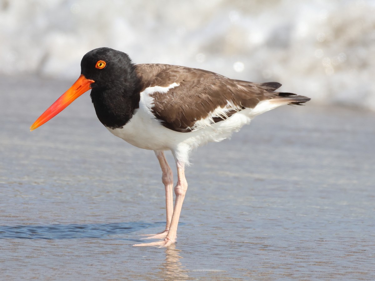 American Oystercatcher - ML621686722