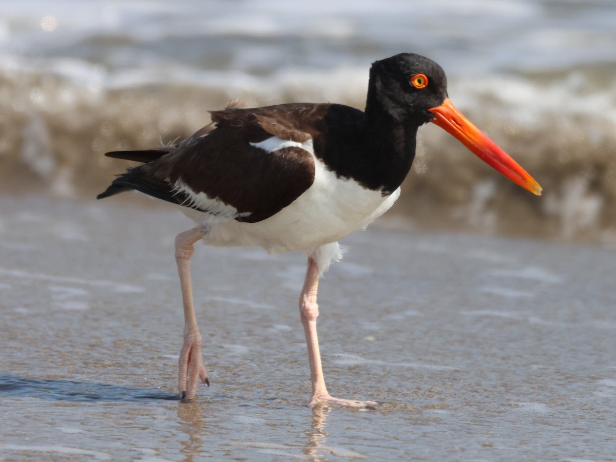 American Oystercatcher - Jorge Alcalá