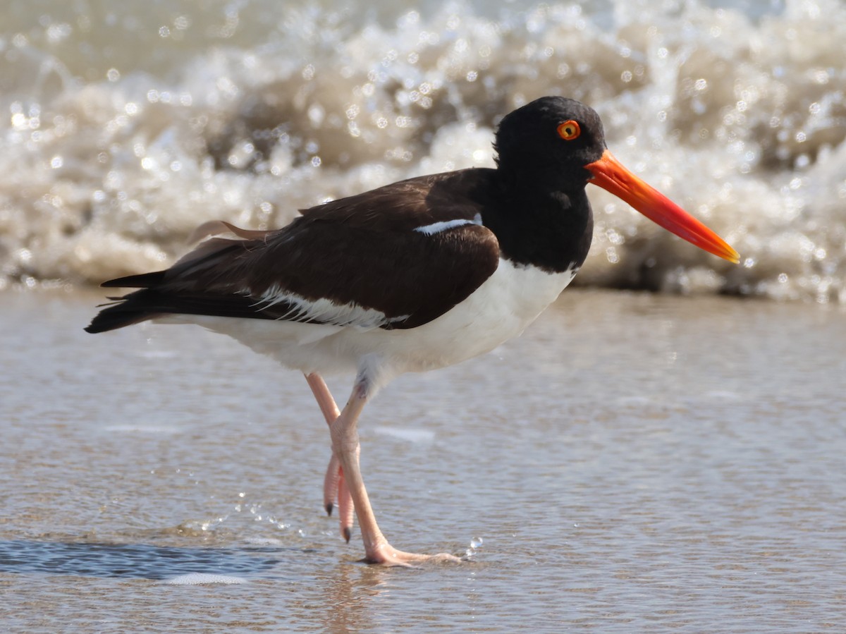 American Oystercatcher - ML621686724