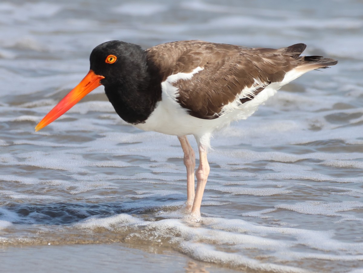 American Oystercatcher - ML621686725