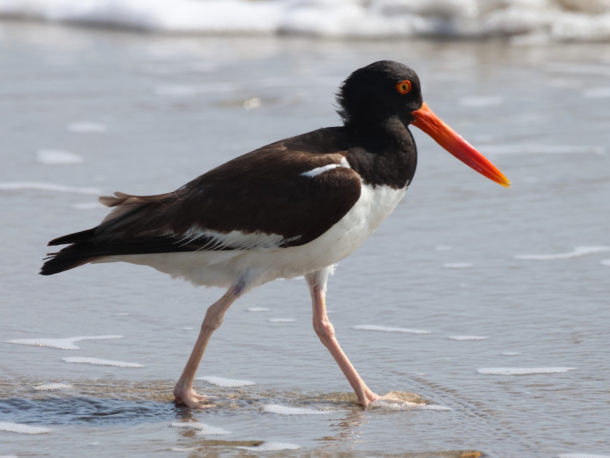 American Oystercatcher - Jorge Alcalá