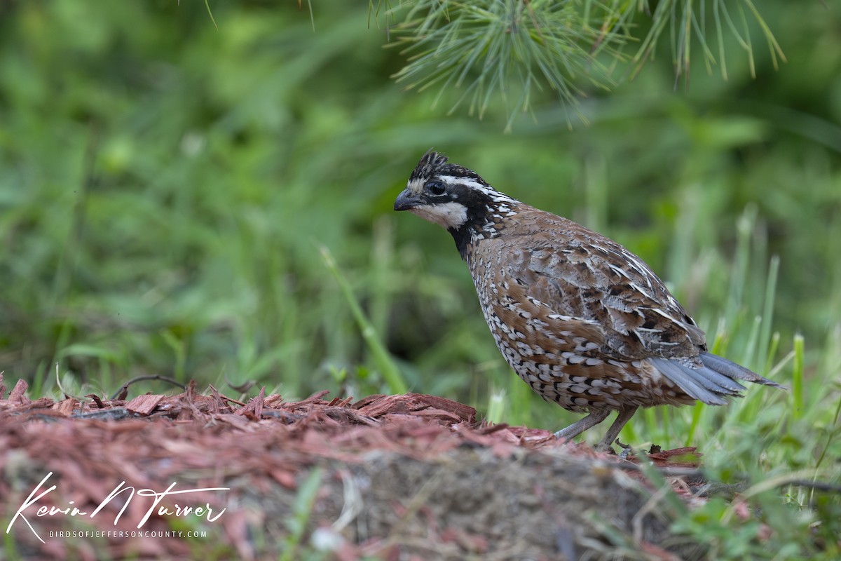 Northern Bobwhite - ML621686729