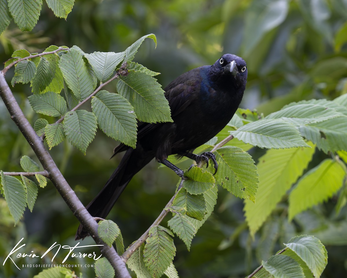 Common Grackle - ML621686732