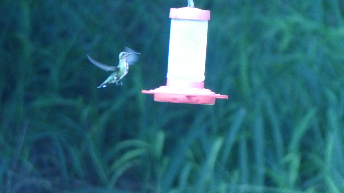 Green-breasted Mango - ML621686762